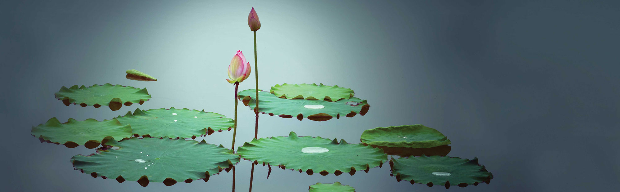 Lotus