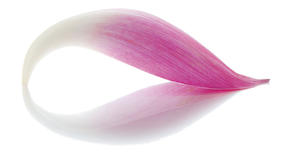 Lotus Petals