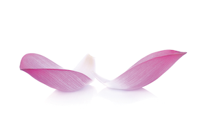 Lotus Petals