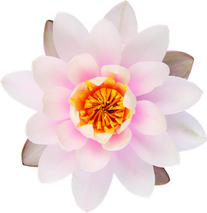 Lotus Bloom