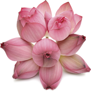 Lotus Bud